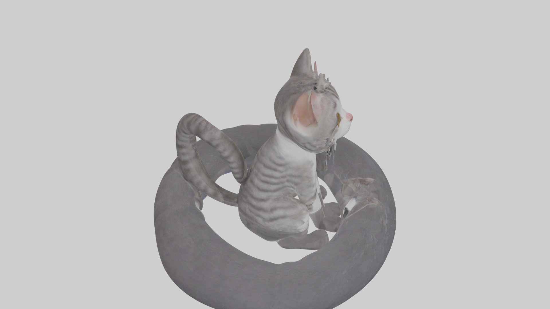 Sitting European Shorthair Cat model Low-poly 3D model_12