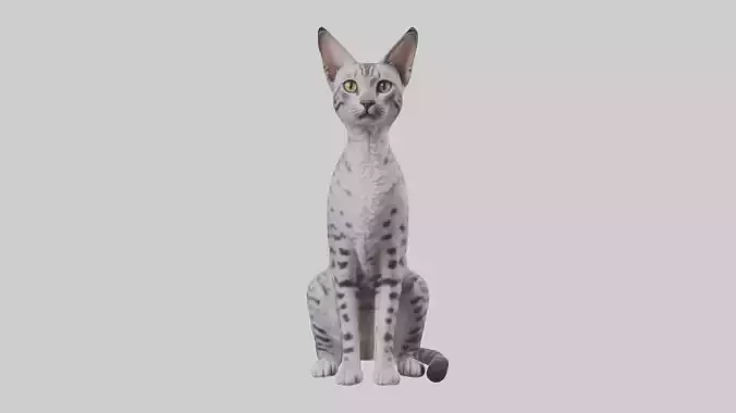 Sitting Egyptian Mau Cat model