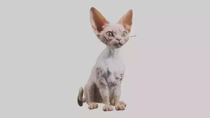 Sitting Devon Rex Cat model