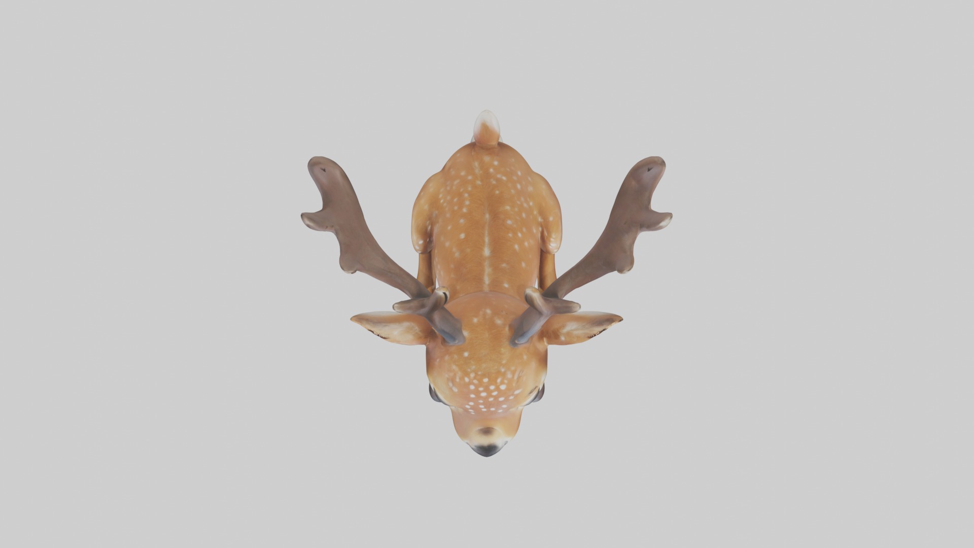 Sitting Deer Model Low-poly 3D model_8