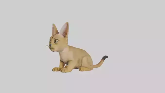 Sitting Chausie Cat model