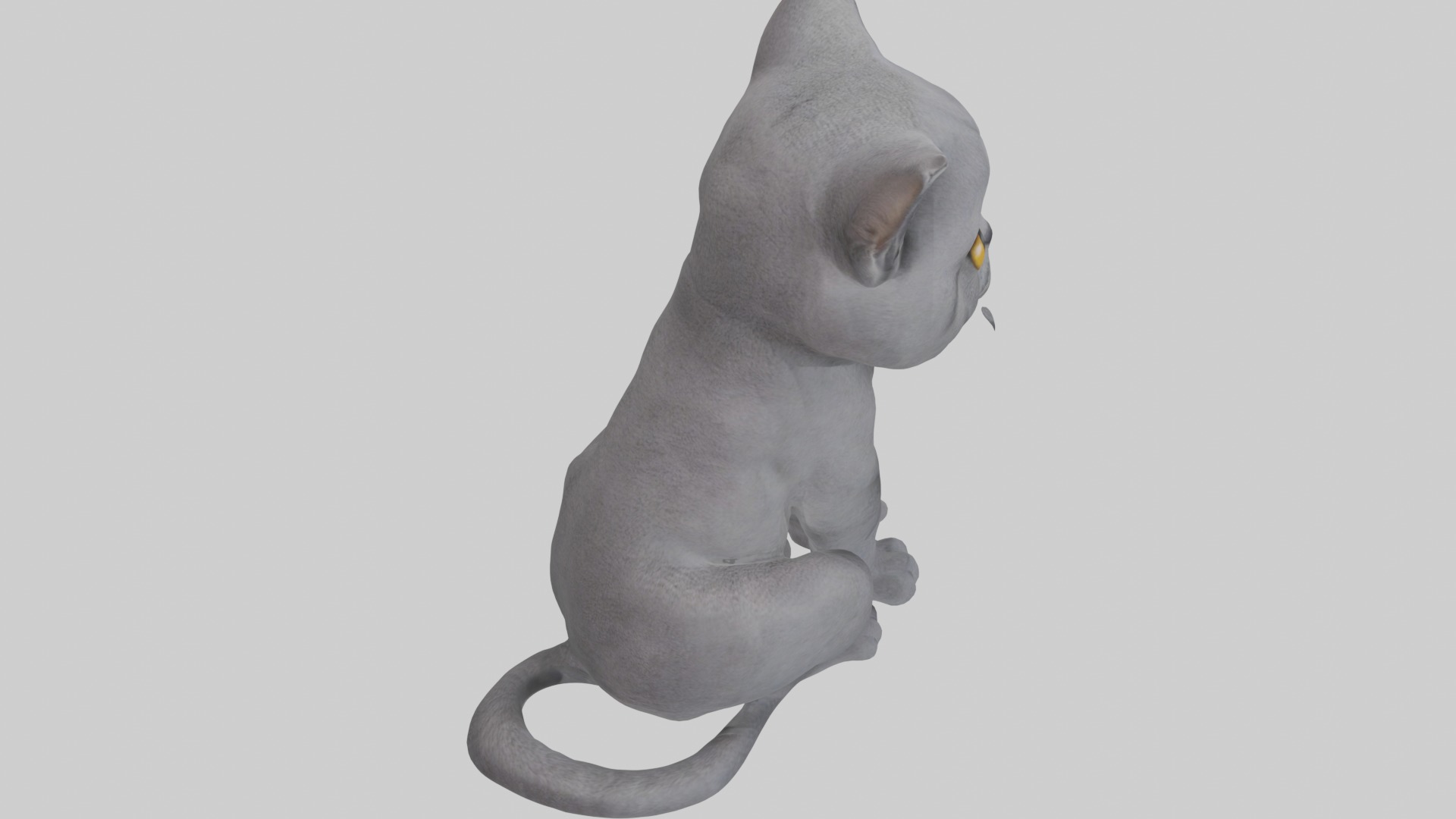 Sitting British Shorthair Cat model Low-poly 3D model_12