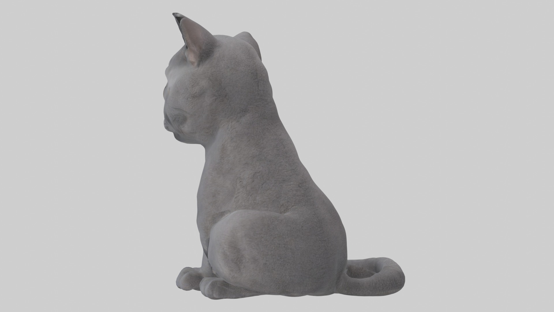 Sitting British Shorthair Cat model Low-poly 3D model_3