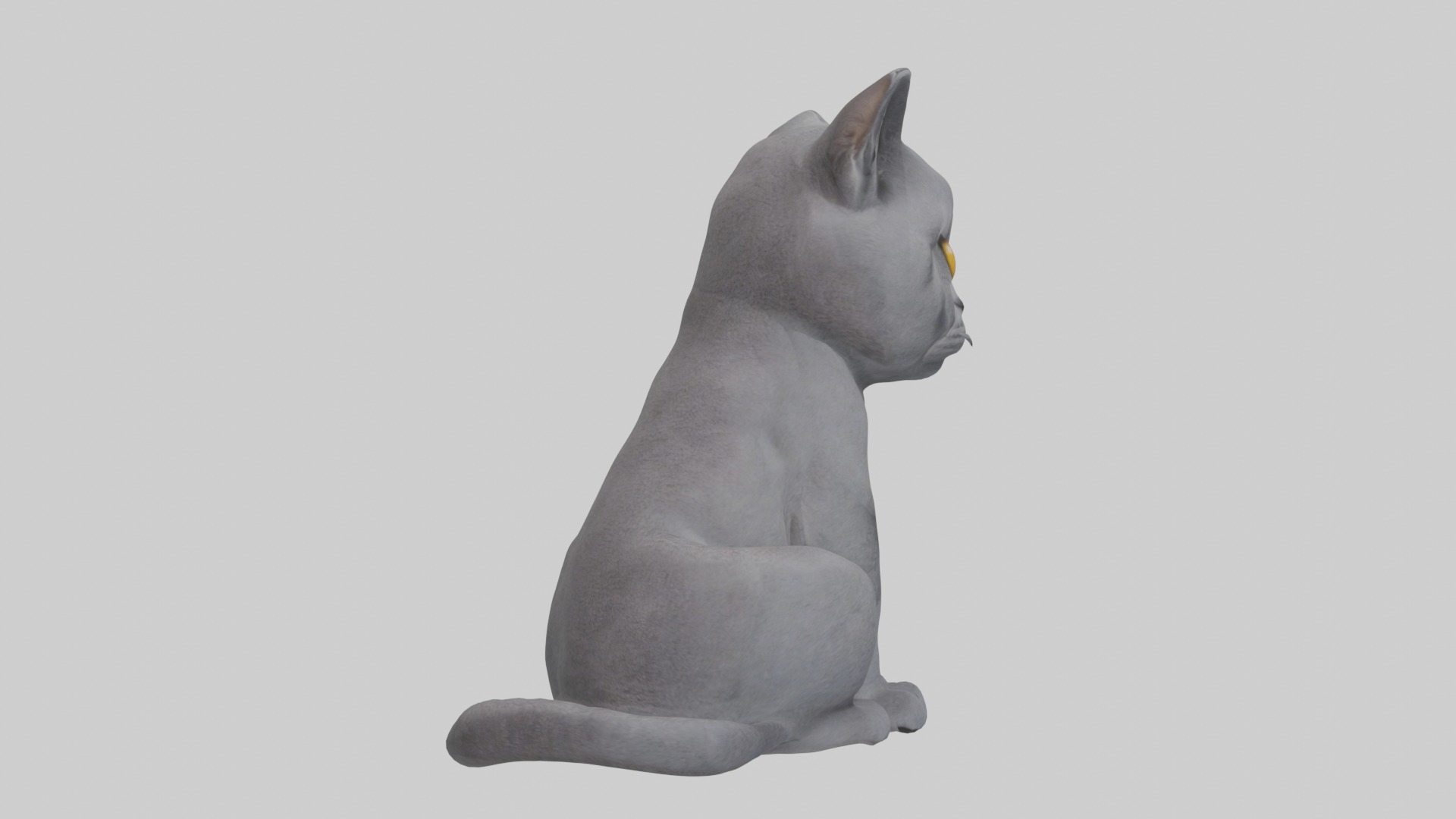 Sitting British Shorthair Cat model Low-poly 3D model_7