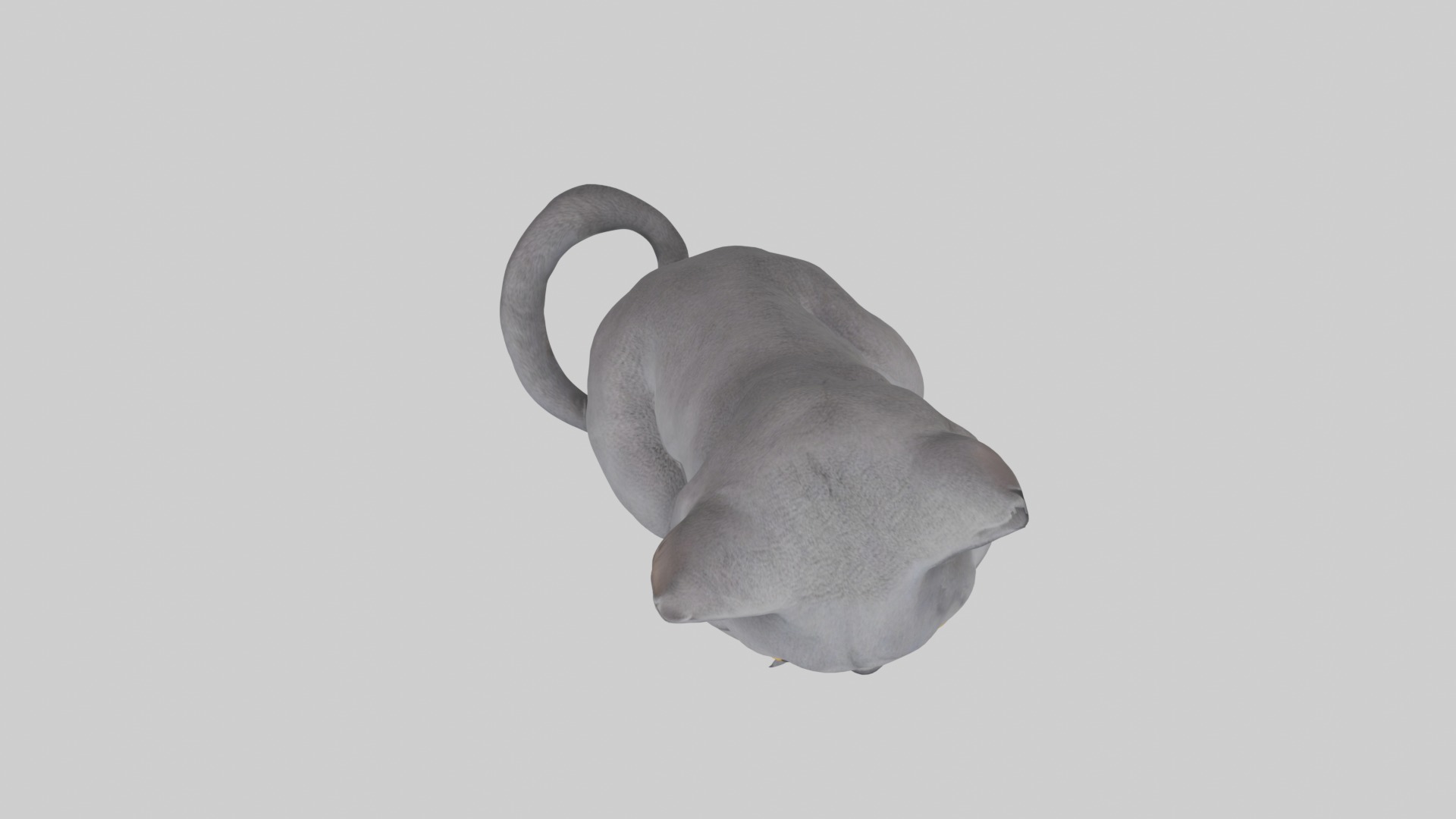 Sitting British Shorthair Cat model Low-poly 3D model_8
