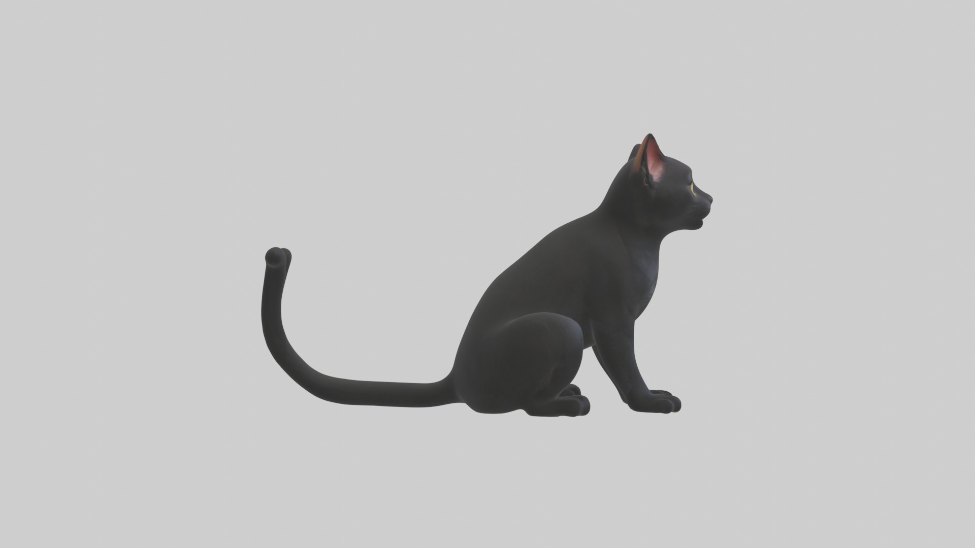 Sitting Bombay Cat model Low-poly 3D model_7