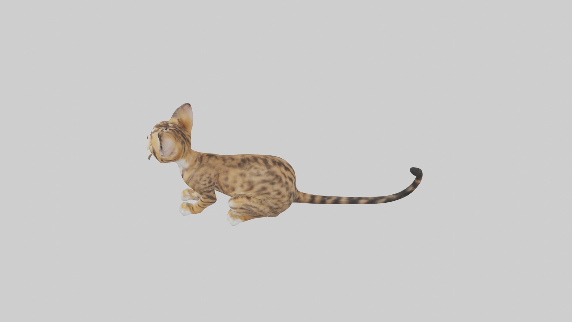 Sitting Bengal Longhair Cat model Low-poly 3D model_11