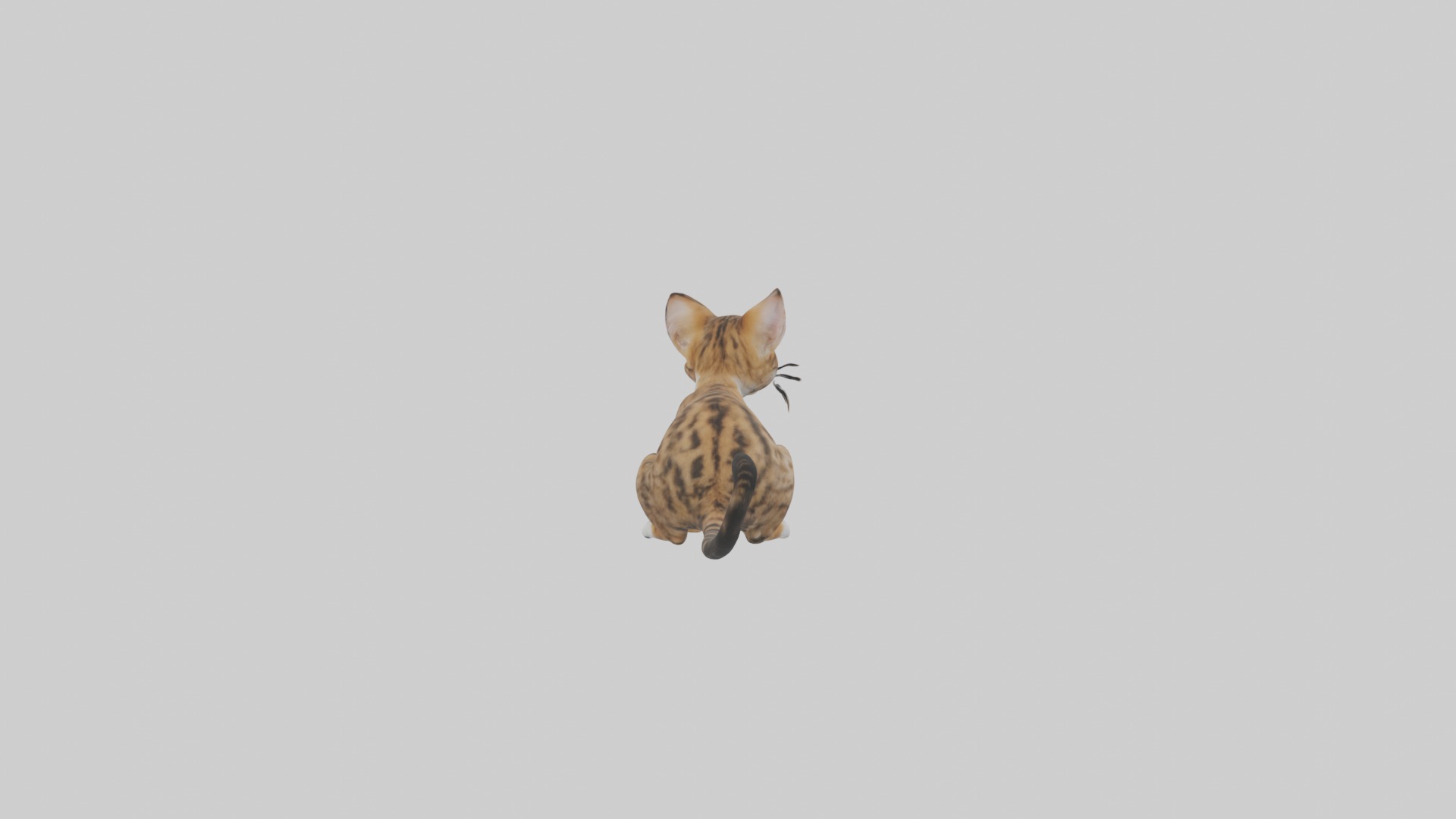 Sitting Bengal Longhair Cat model Low-poly 3D model_1
