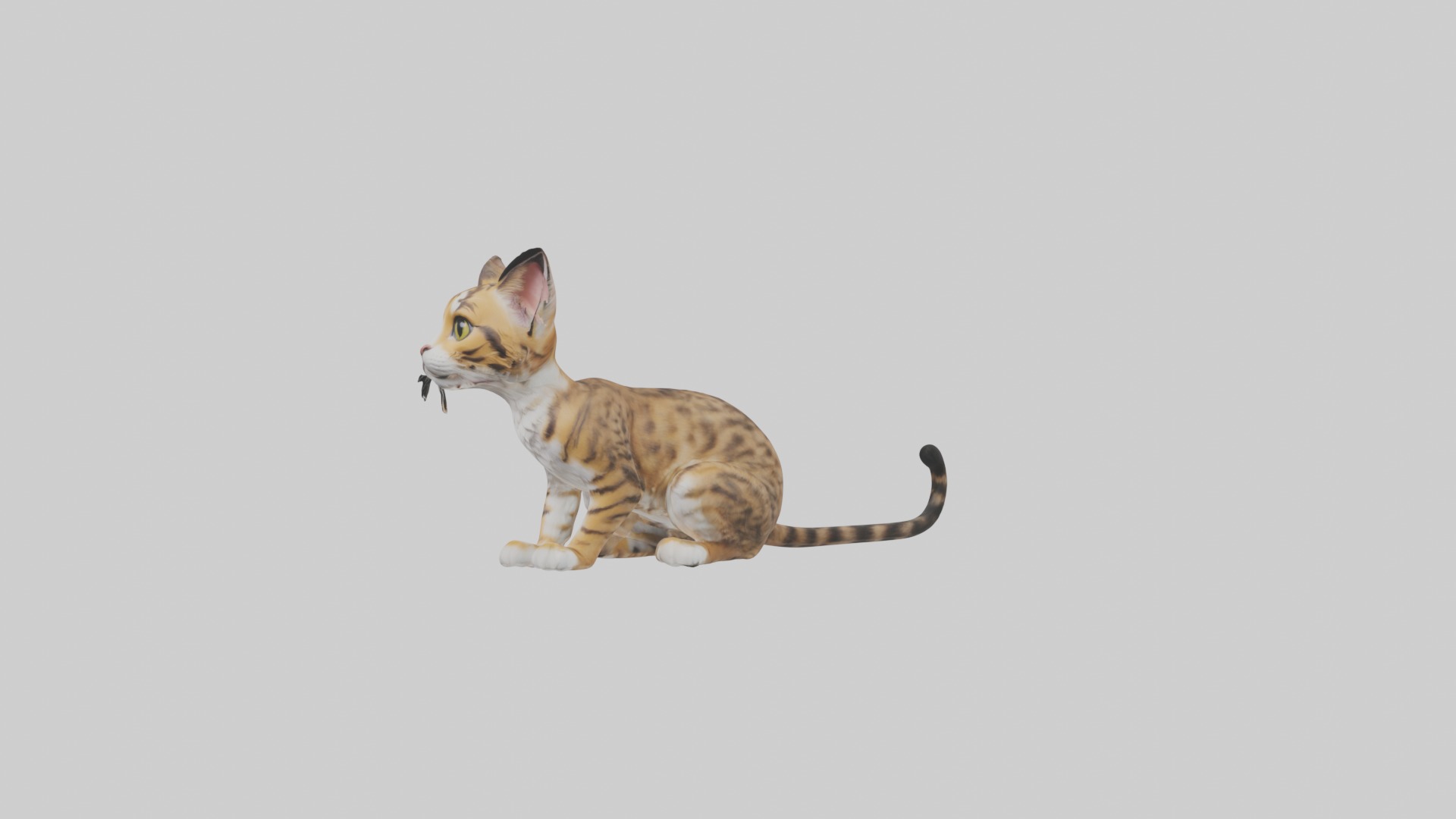 Sitting Bengal Longhair Cat model Low-poly 3D model_5