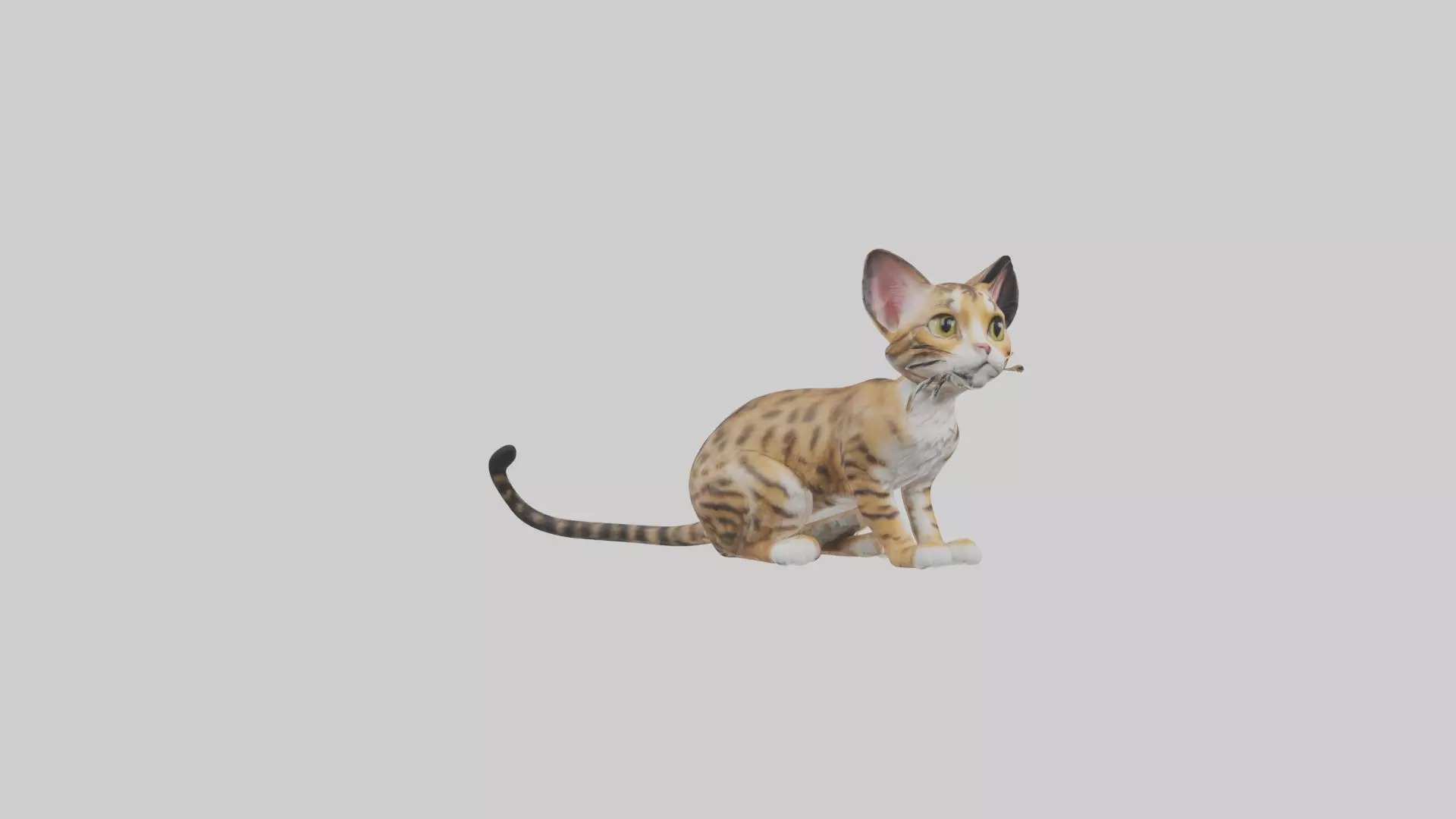 Sitting Bengal Longhair Cat model Low-poly 3D model_0