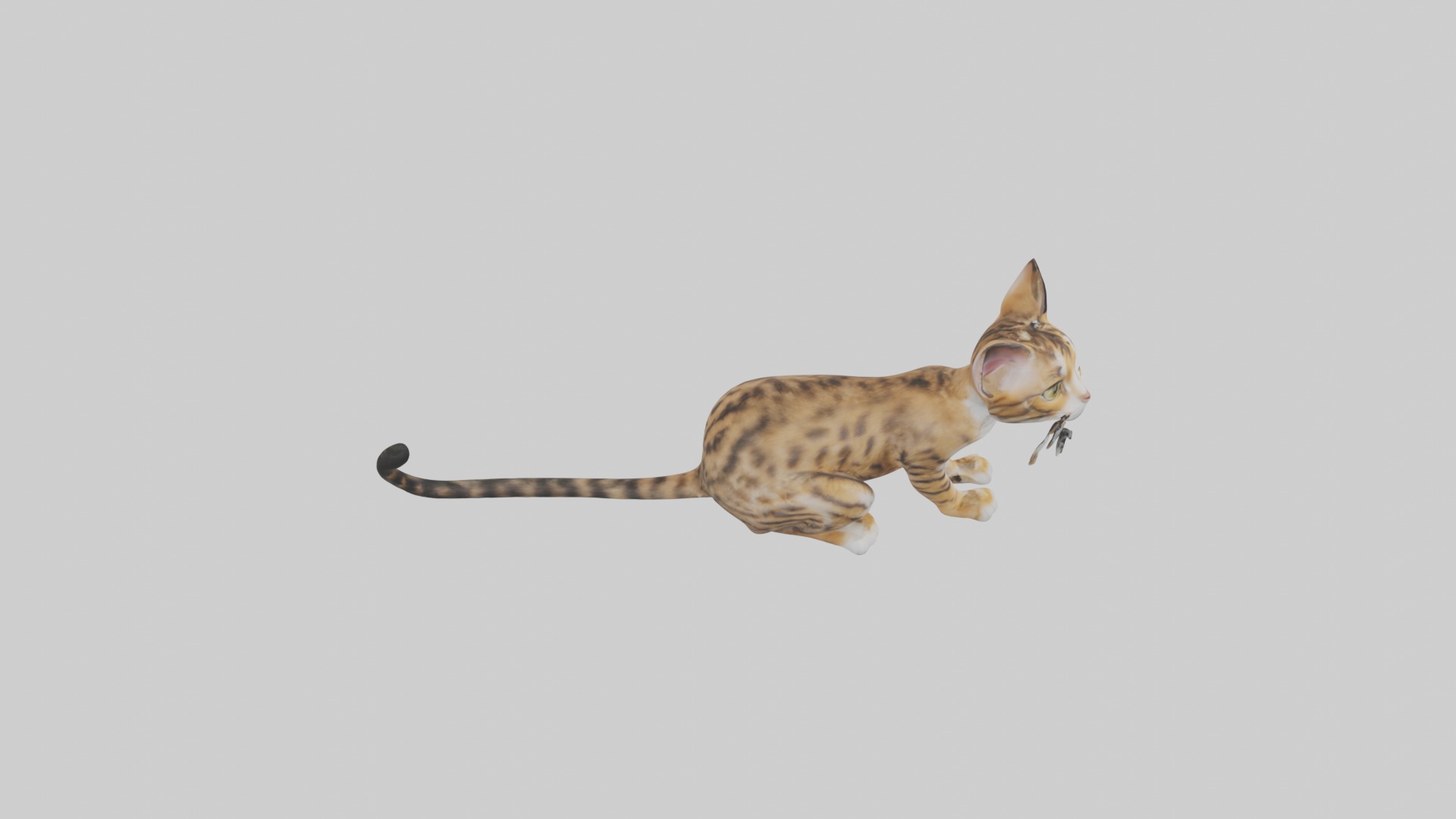 Sitting Bengal Longhair Cat model Low-poly 3D model_12