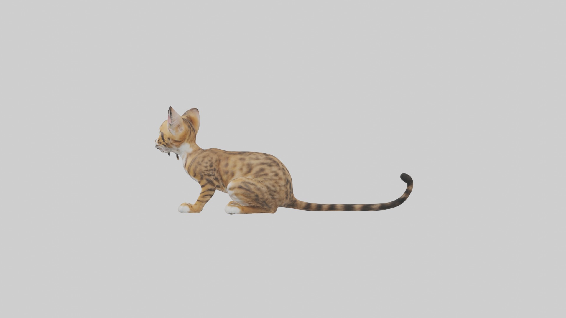 Sitting Bengal Longhair Cat model Low-poly 3D model_6