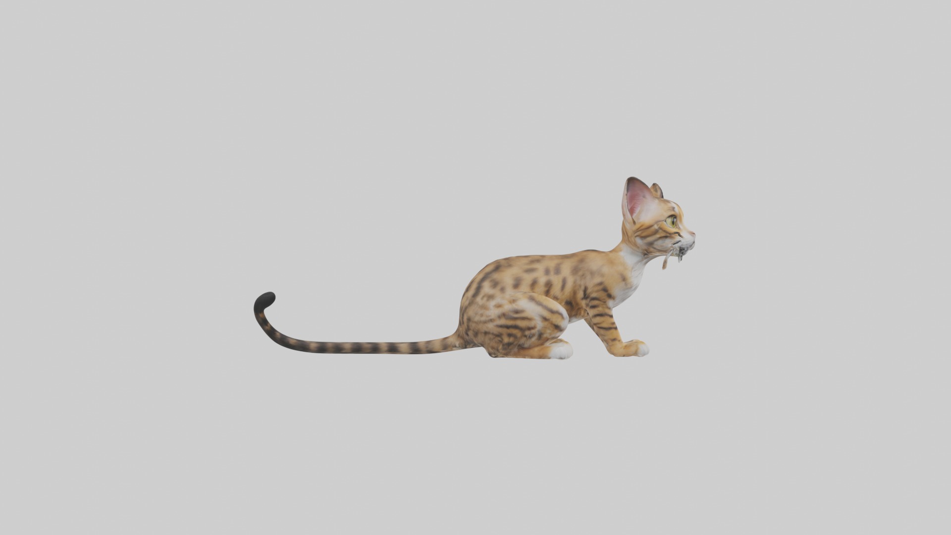 Sitting Bengal Longhair Cat model Low-poly 3D model_7