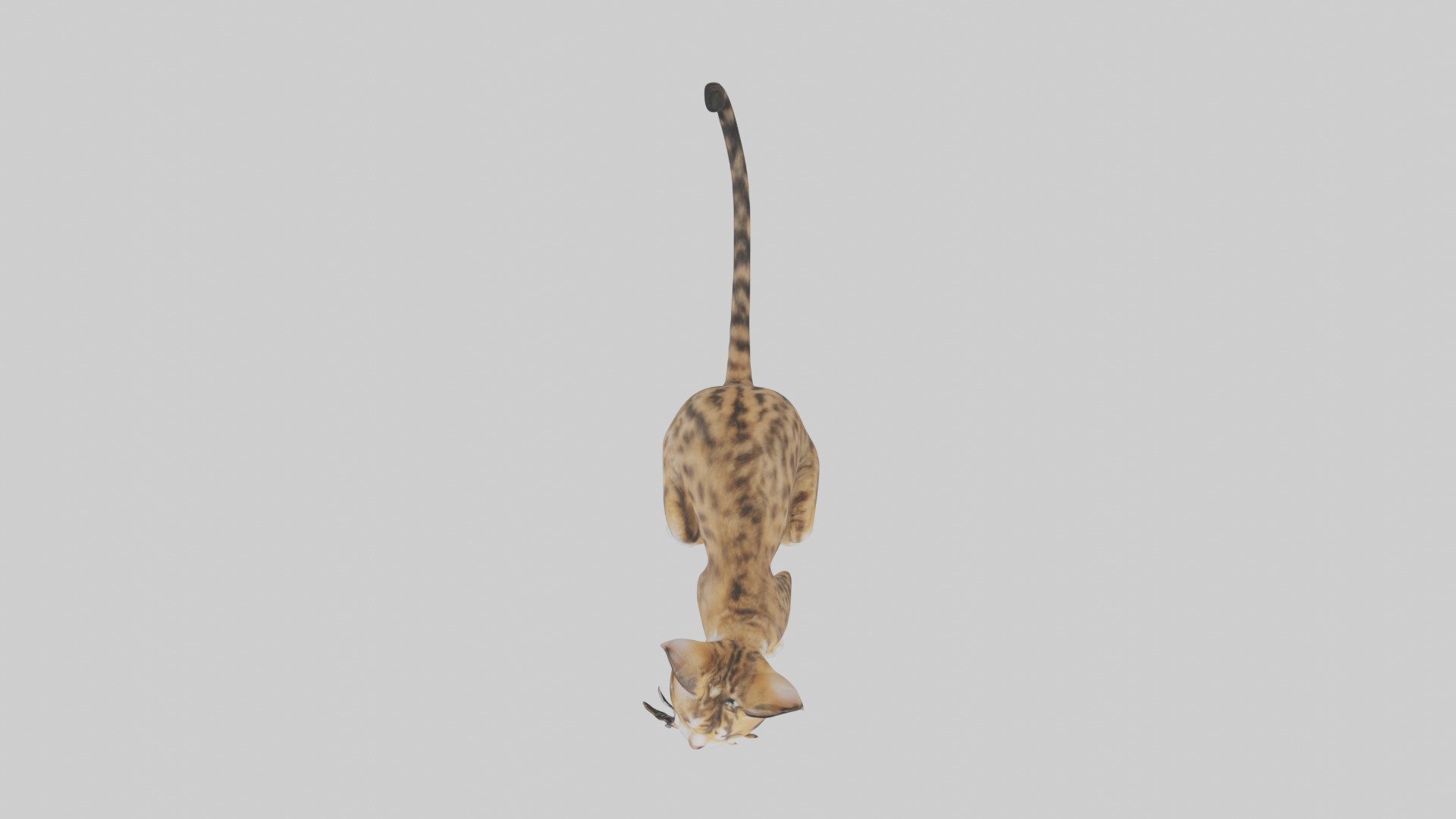 Sitting Bengal Longhair Cat model Low-poly 3D model_8
