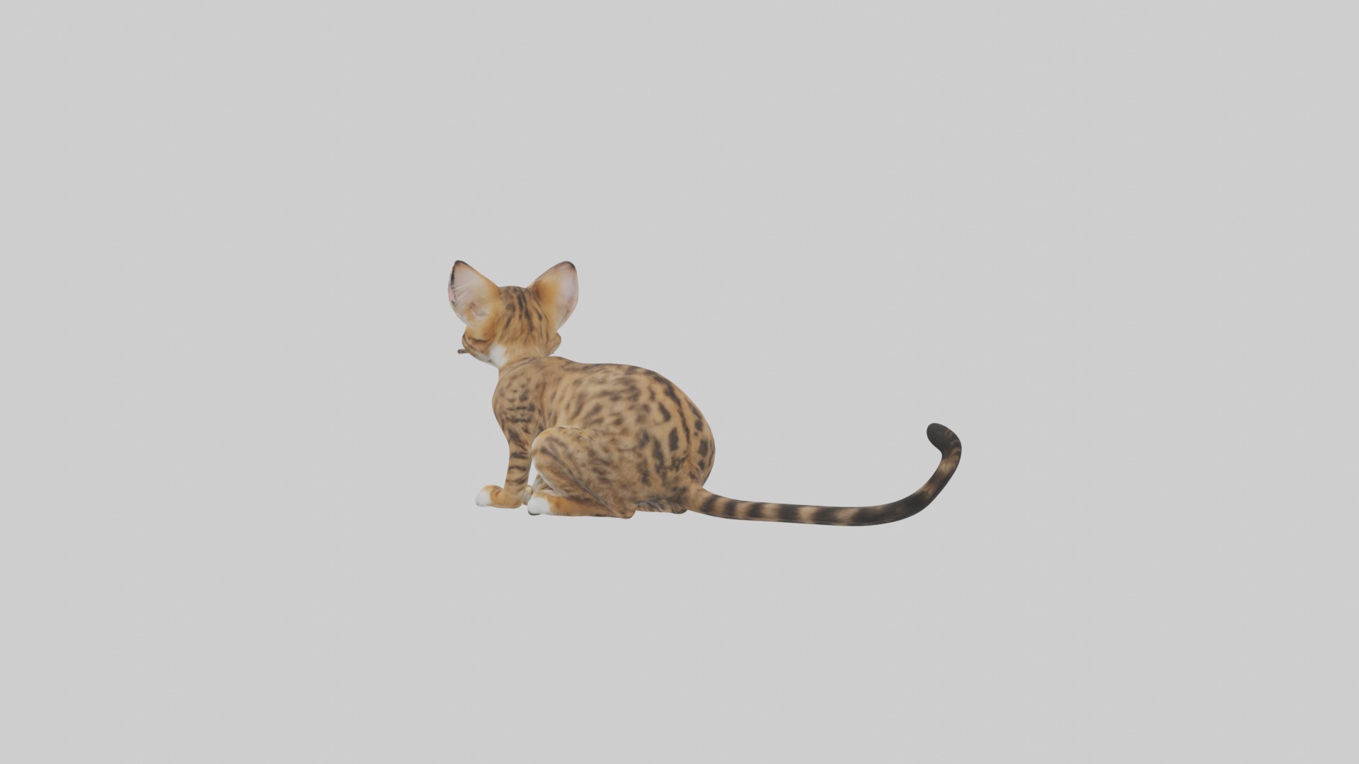 Sitting Bengal Longhair Cat model Low-poly 3D model_2