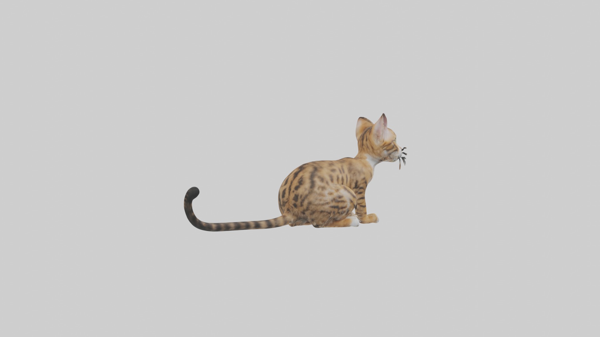 Sitting Bengal Longhair Cat model Low-poly 3D model_3
