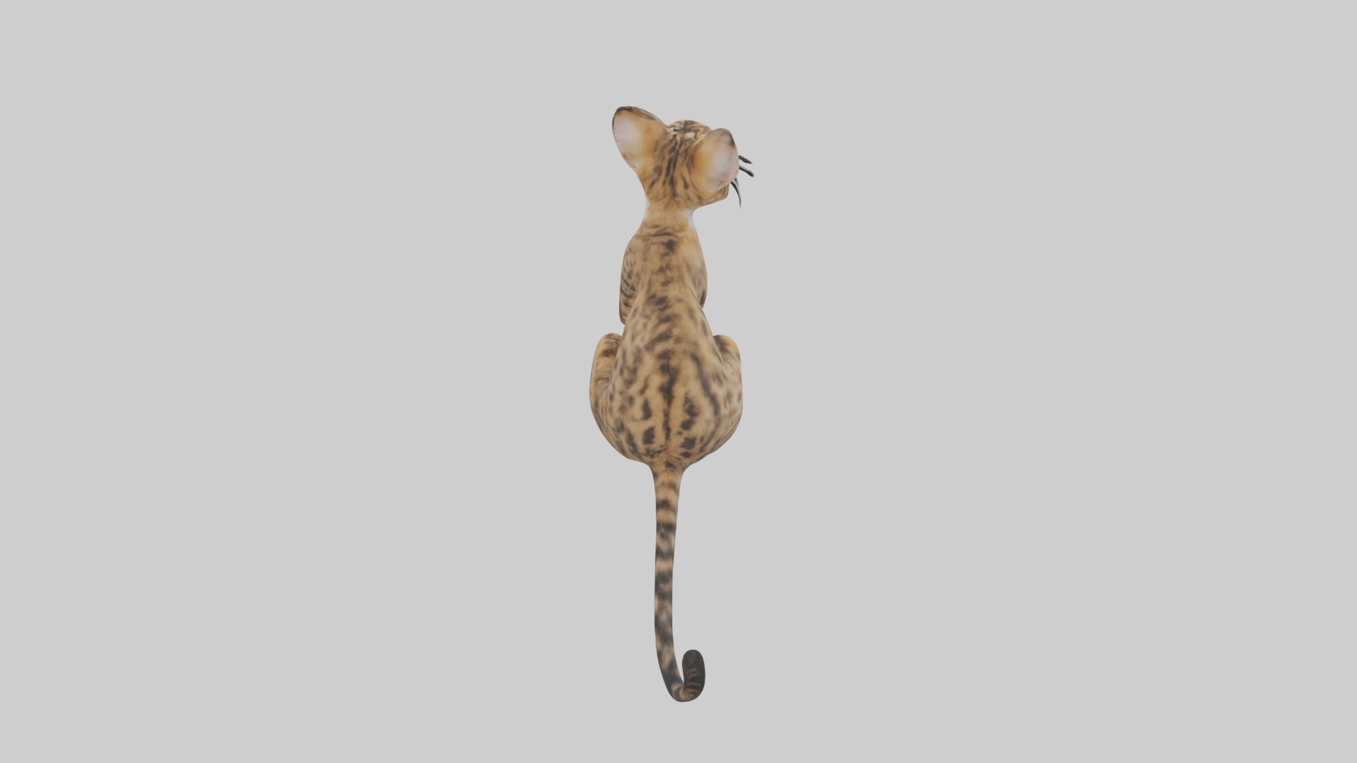Sitting Bengal Longhair Cat model Low-poly 3D model_9