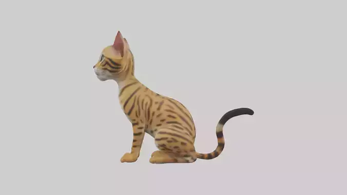 Sitting Bengal Cat model