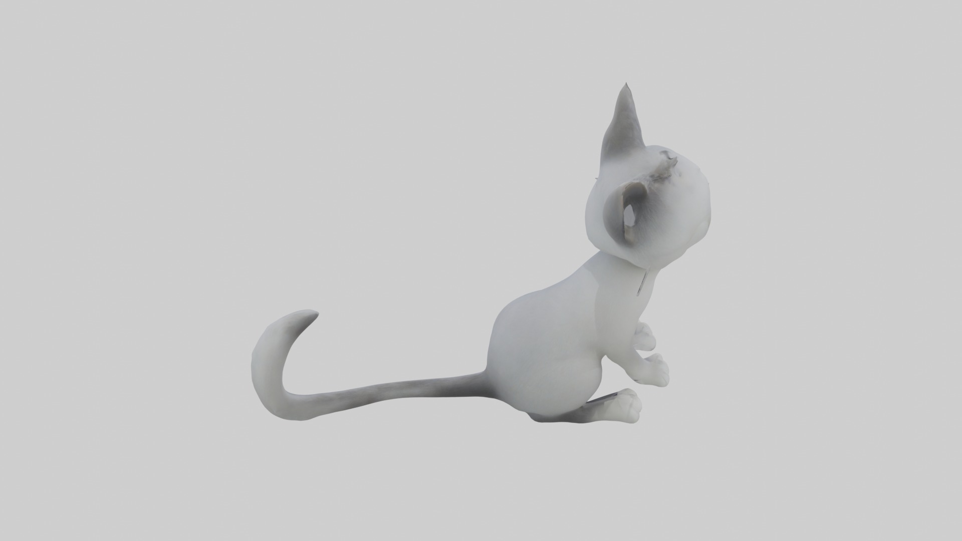 Sitting Australian Mist Cat model Low-poly 3D model_9