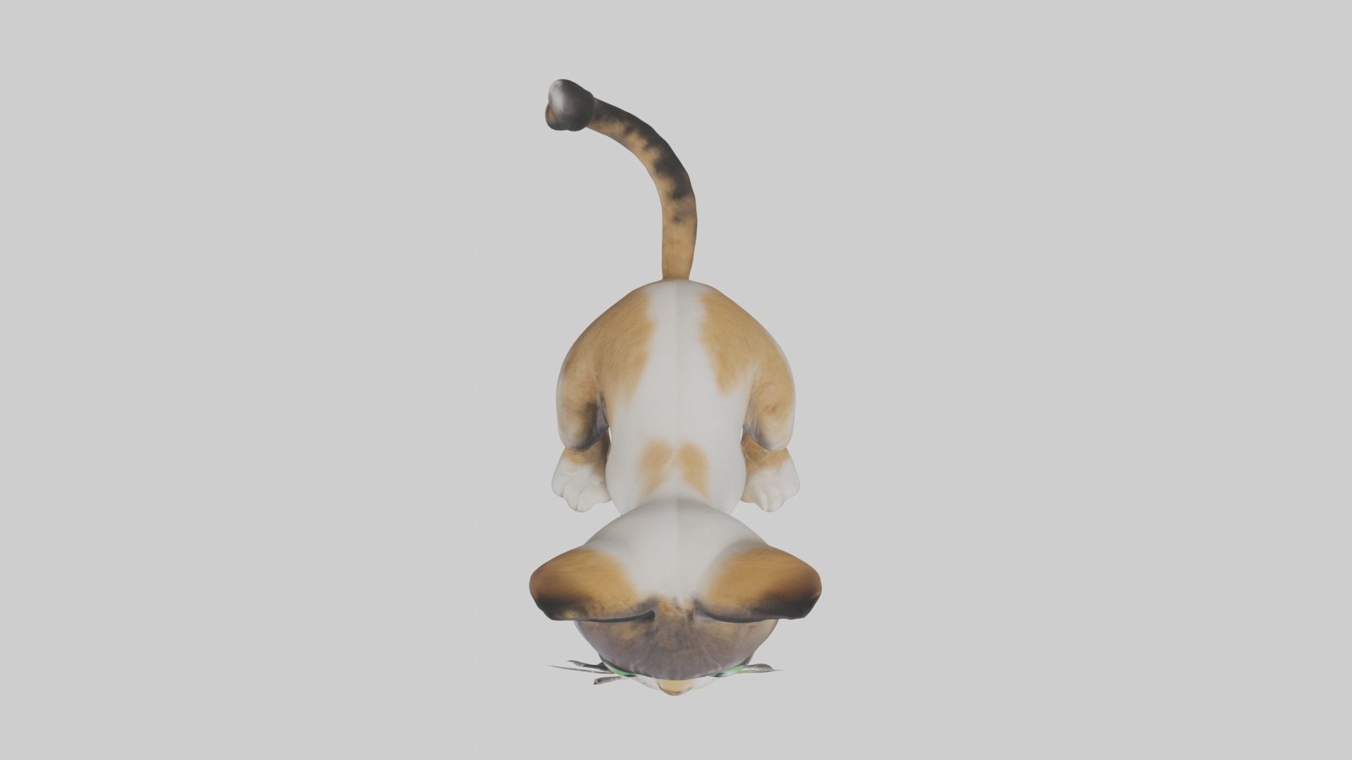 Sitting Asian Cat model Low-poly 3D model_8