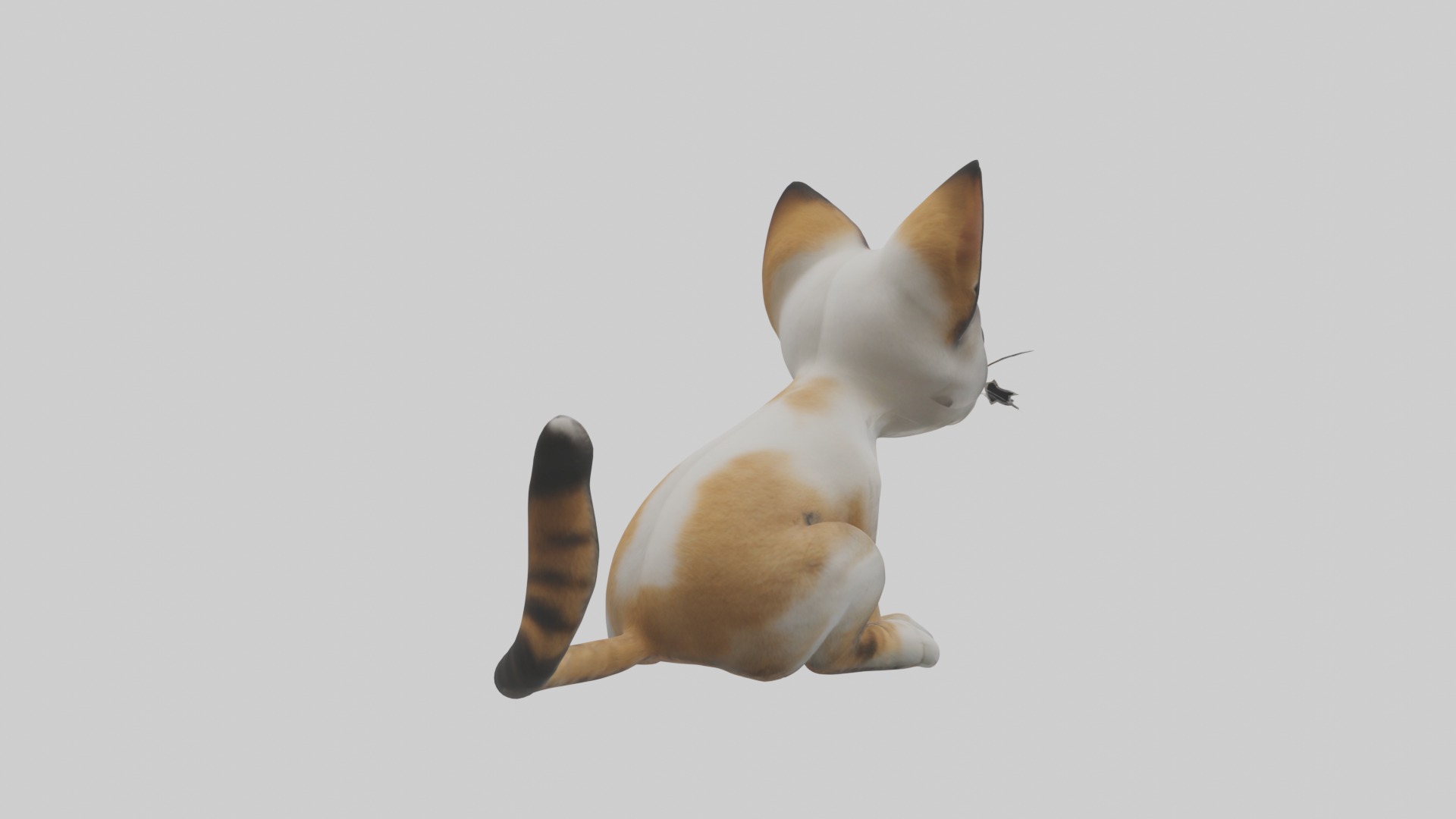 Sitting Asian Cat model Low-poly 3D model_3
