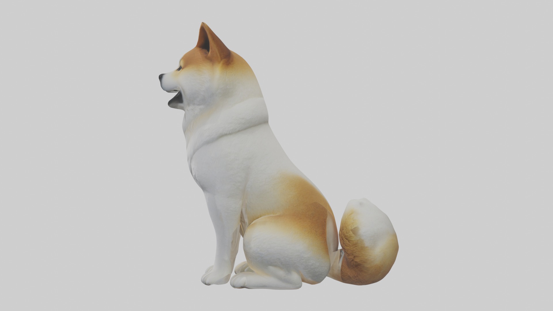 Sitting Akita model Low-poly 3D model_6
