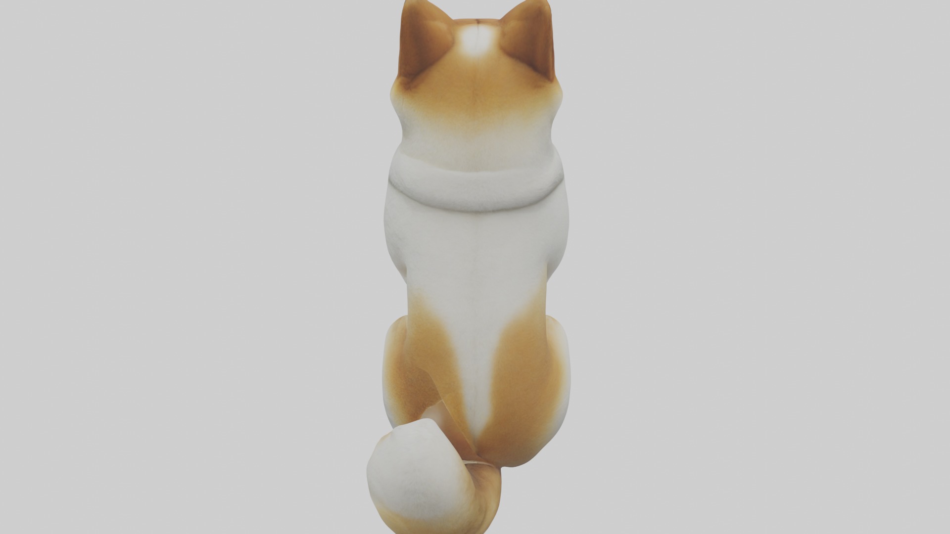 Sitting Akita model Low-poly 3D model_9
