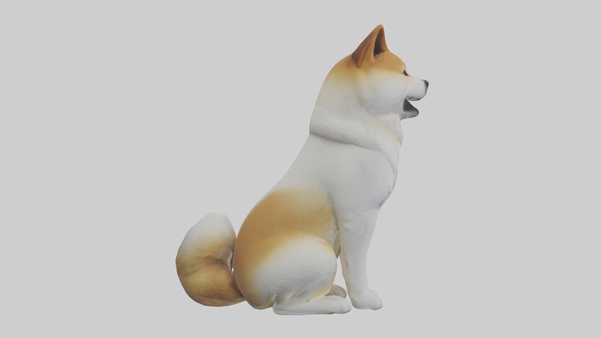 Sitting Akita model Low-poly 3D model_7