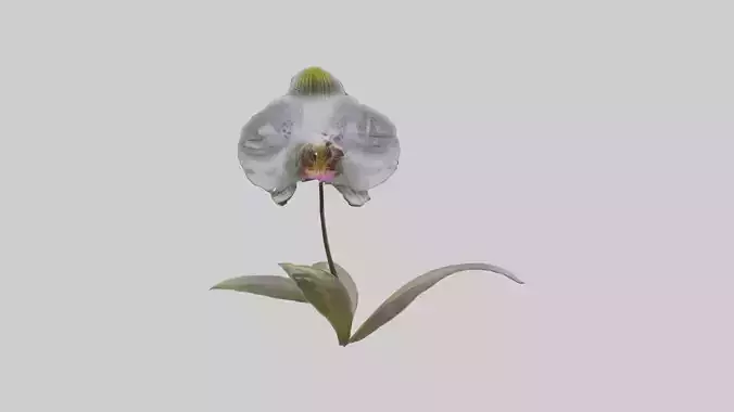 Silver Veil Orchid Low-poly 3D model