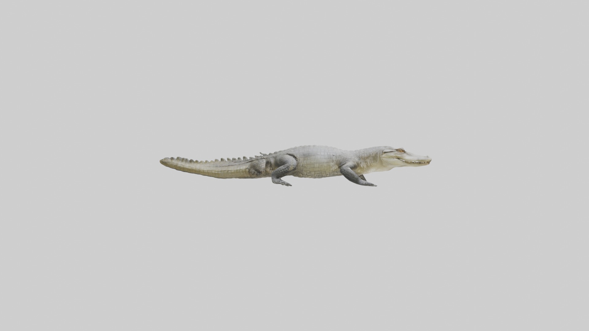Siamese crocodile Low-poly 3D model_7