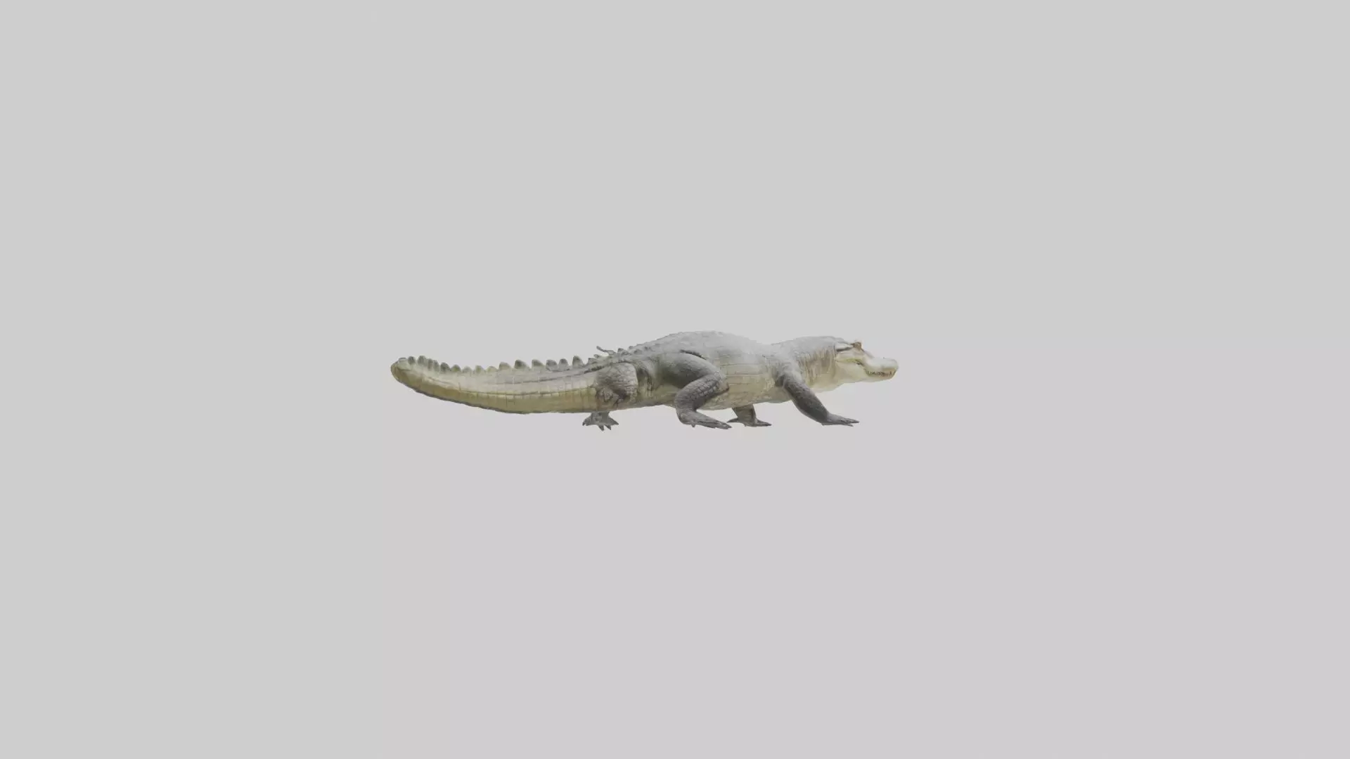 Siamese crocodile Low-poly 3D model_0