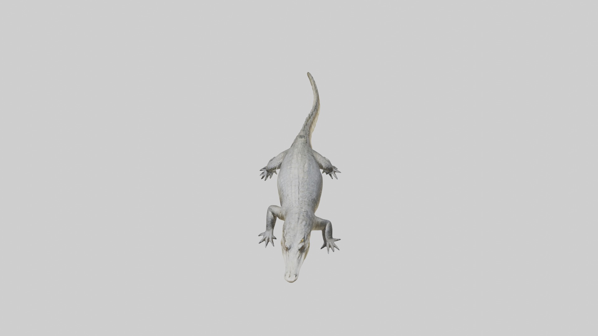 Siamese crocodile Low-poly 3D model_10