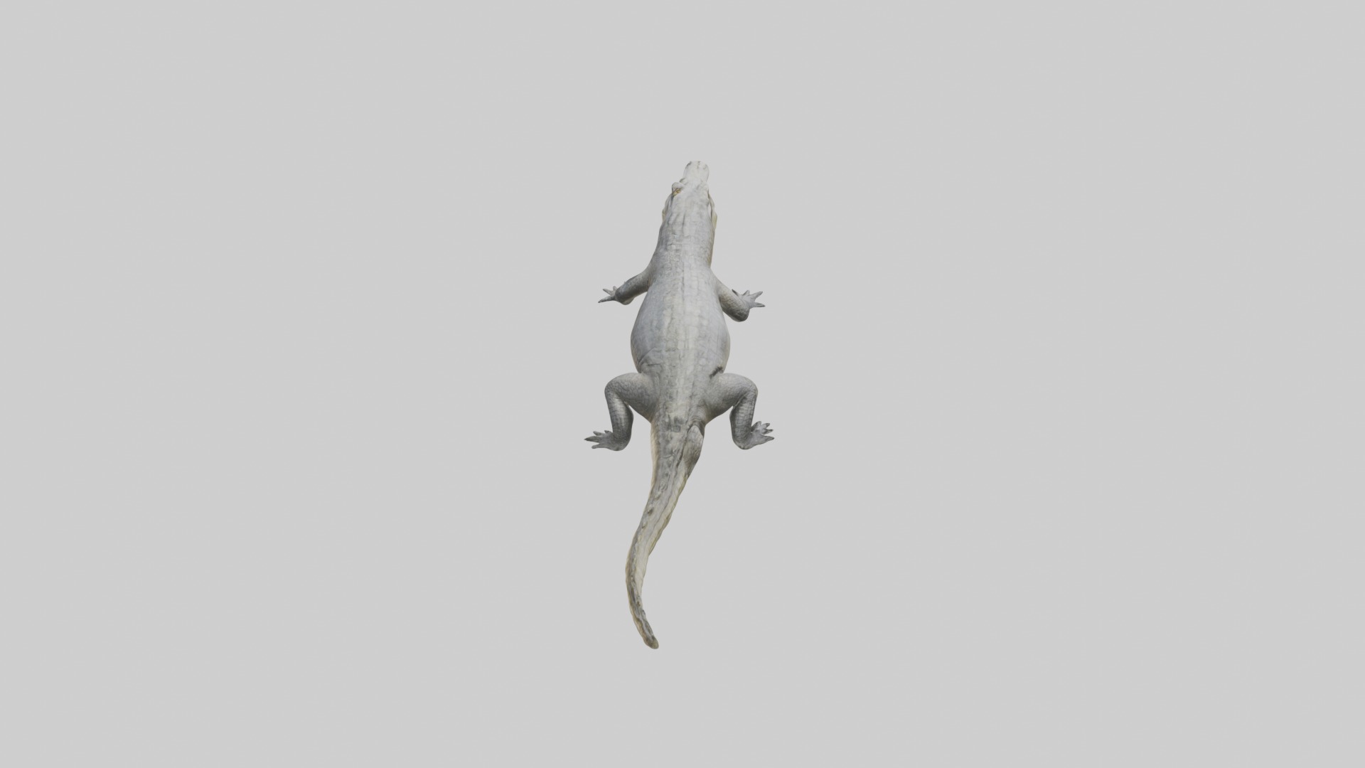 Siamese crocodile Low-poly 3D model_9