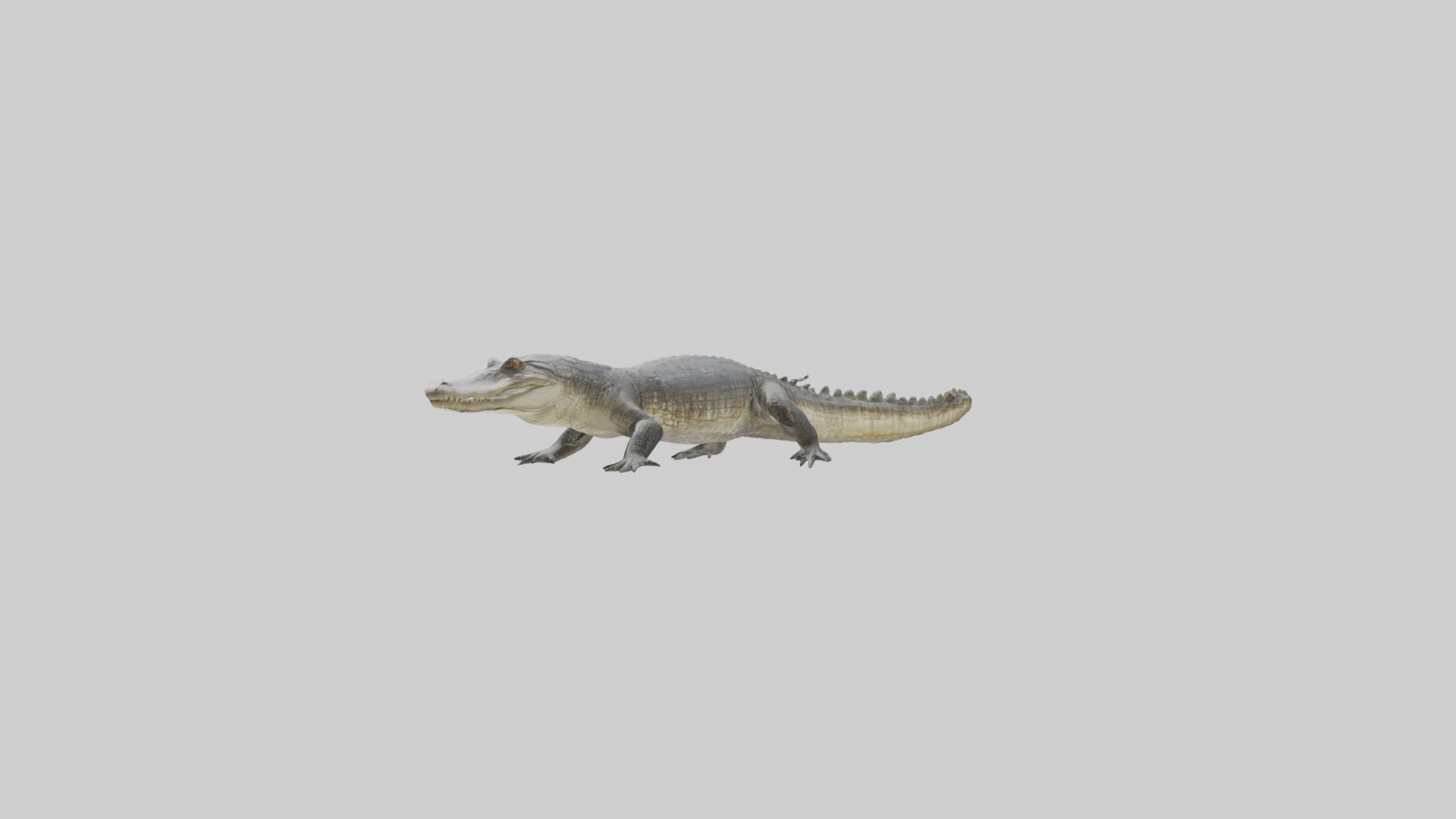 Siamese crocodile Low-poly 3D model_4