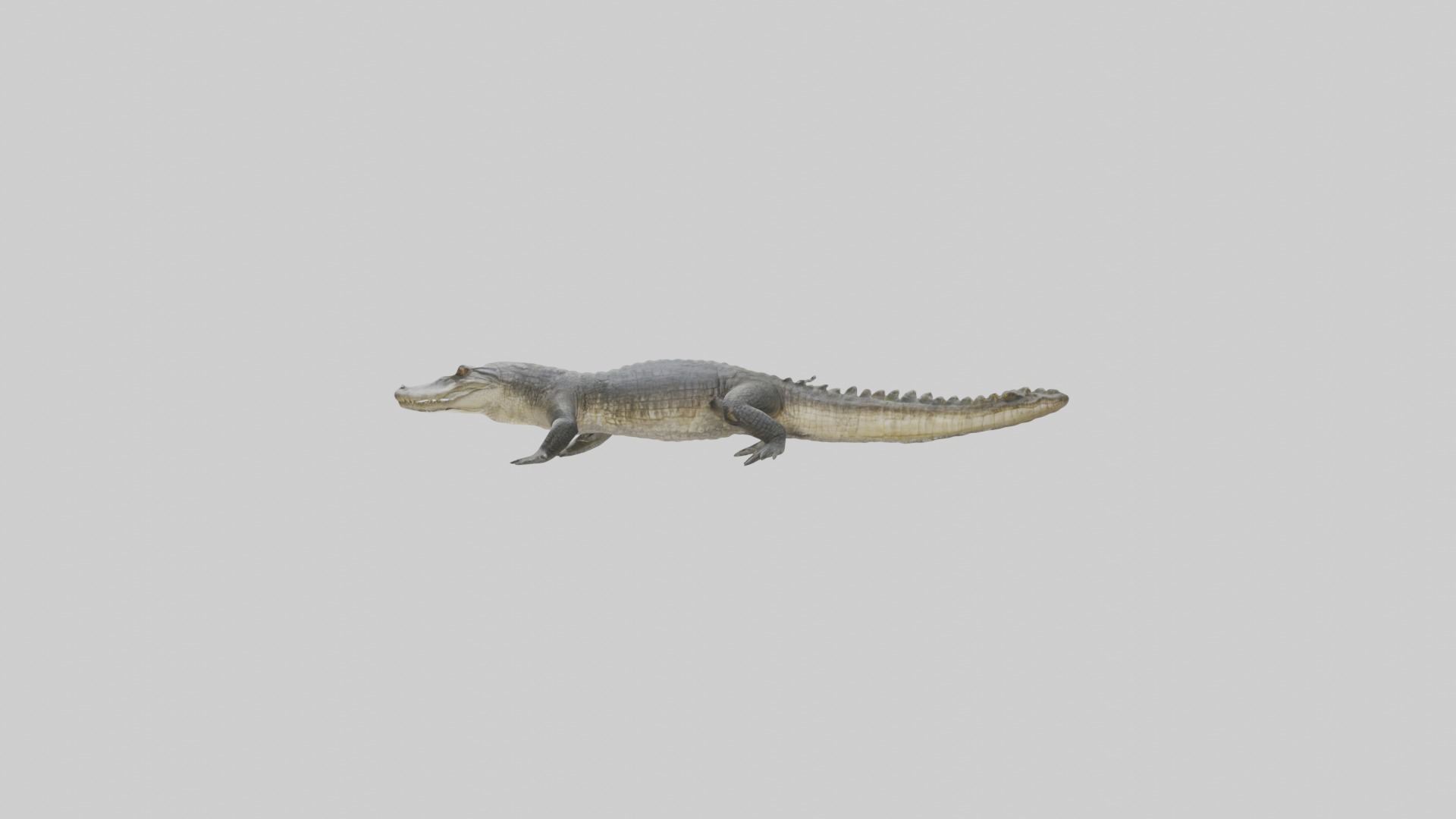 Siamese crocodile Low-poly 3D model_6