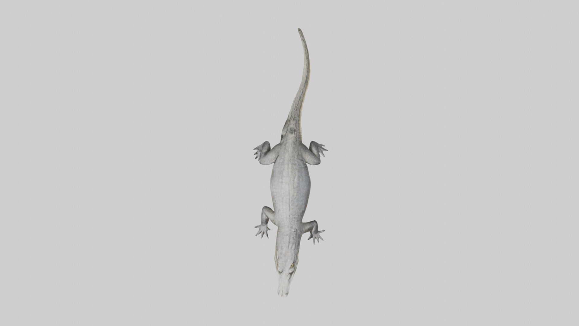 Siamese crocodile Low-poly 3D model_8