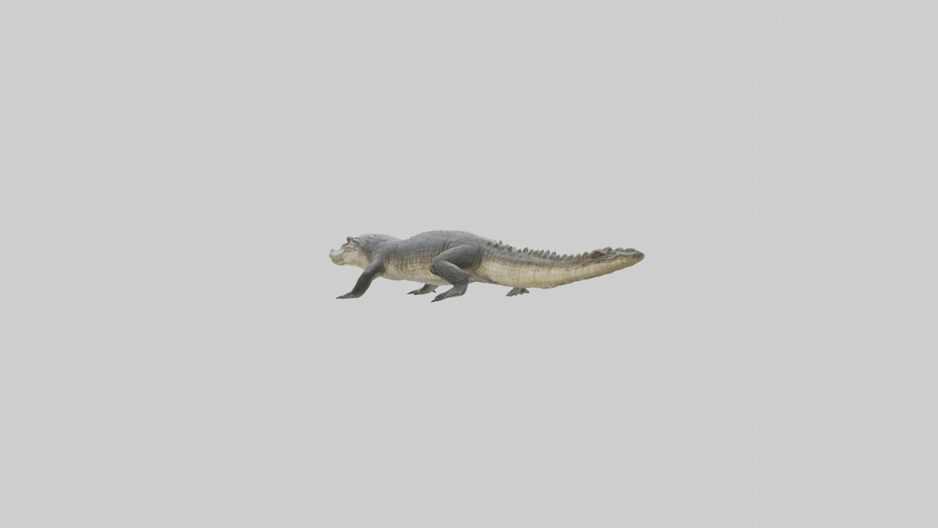 Siamese crocodile Low-poly 3D model_2