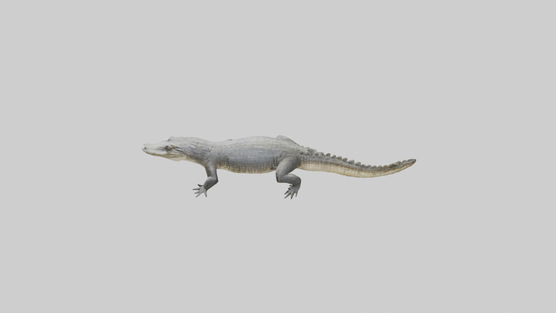 Siamese crocodile Low-poly 3D model_11