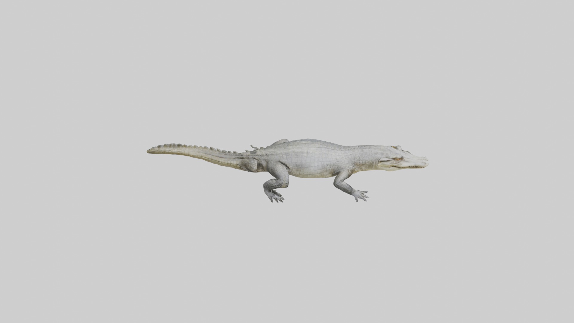 Siamese crocodile Low-poly 3D model_12