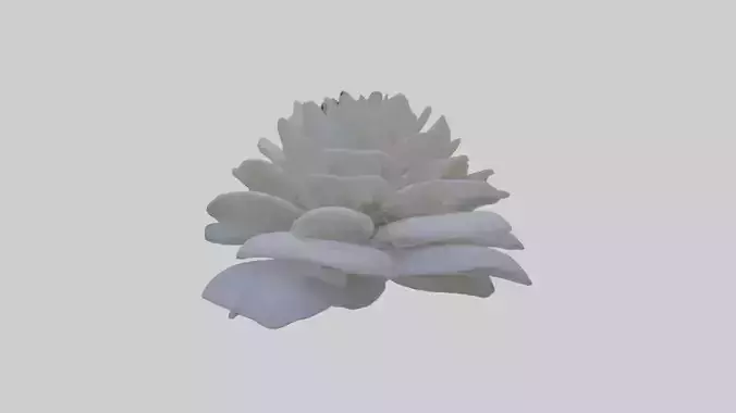 Seraphic Charm Flowers