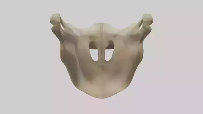 Scapula Shoulder blade Low-poly 3D model