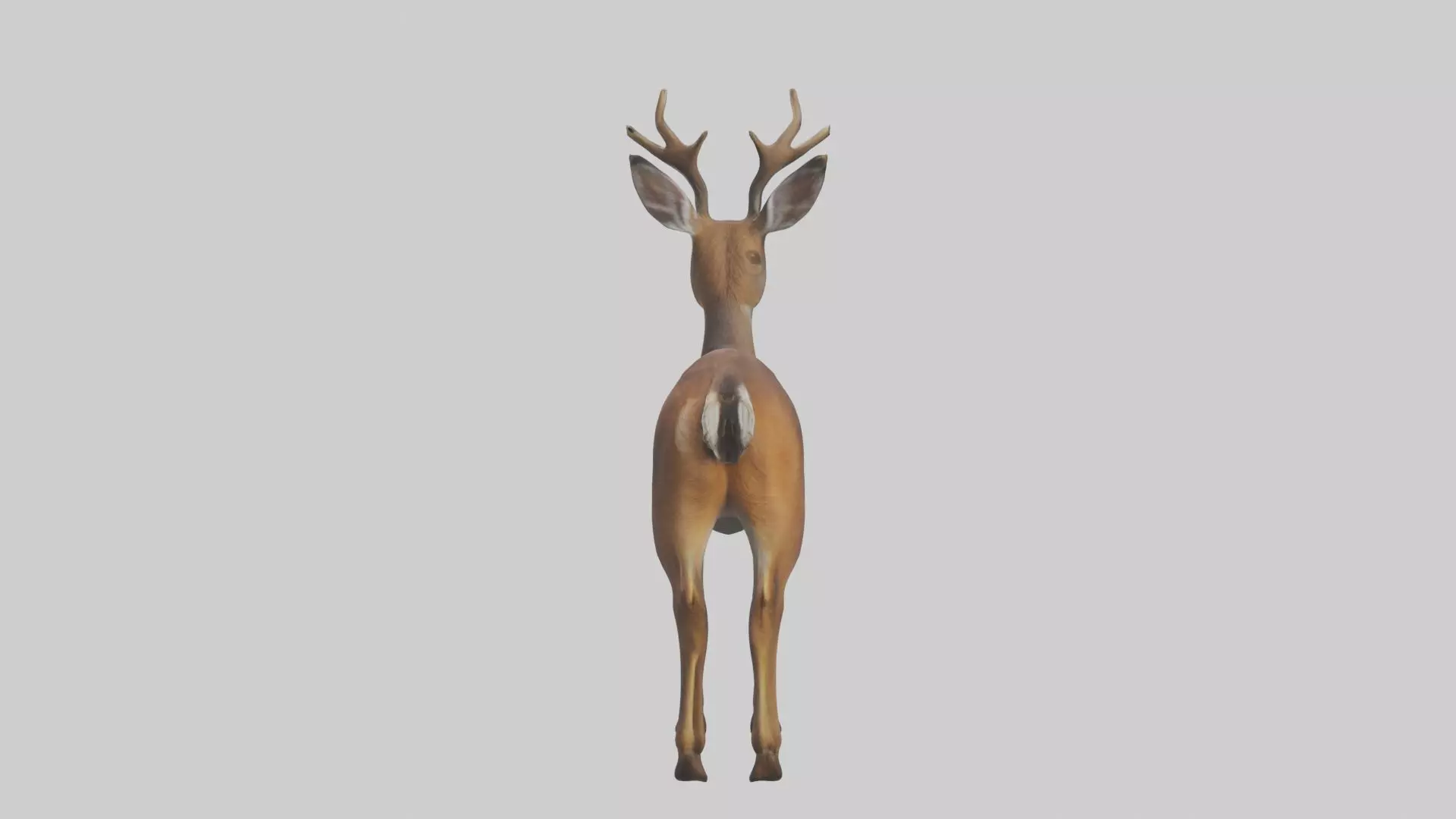 Roe deer Low-poly 3D model_0