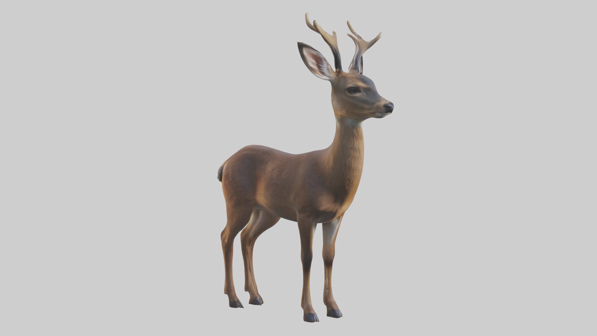 Roe deer Low-poly 3D model_5