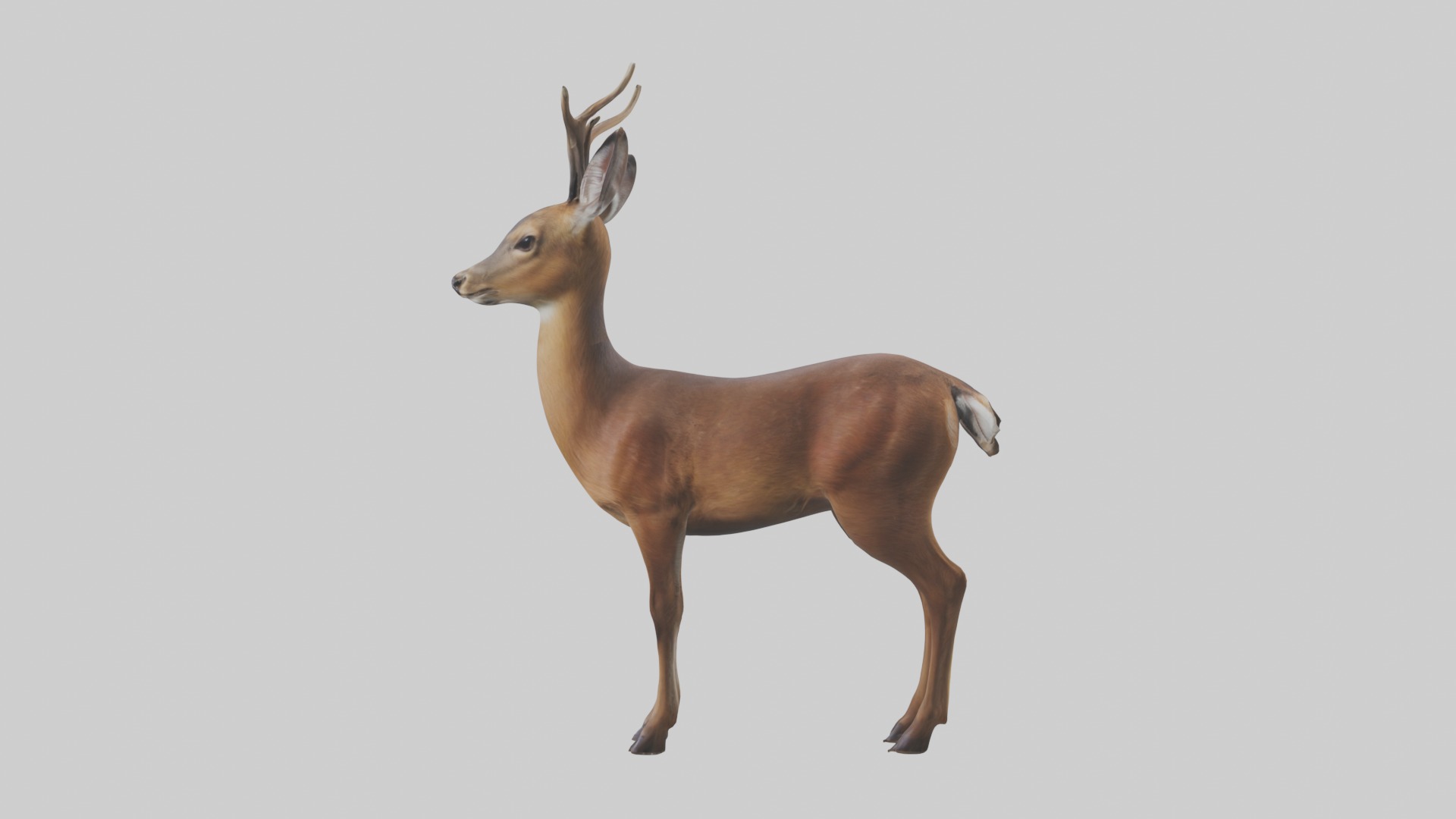 Roe deer Low-poly 3D model_6