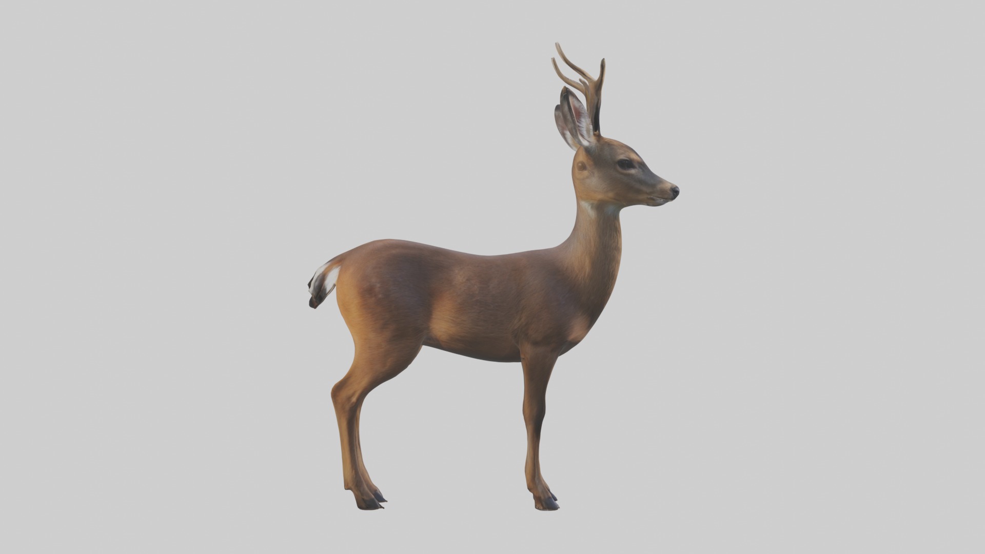 Roe deer Low-poly 3D model_7