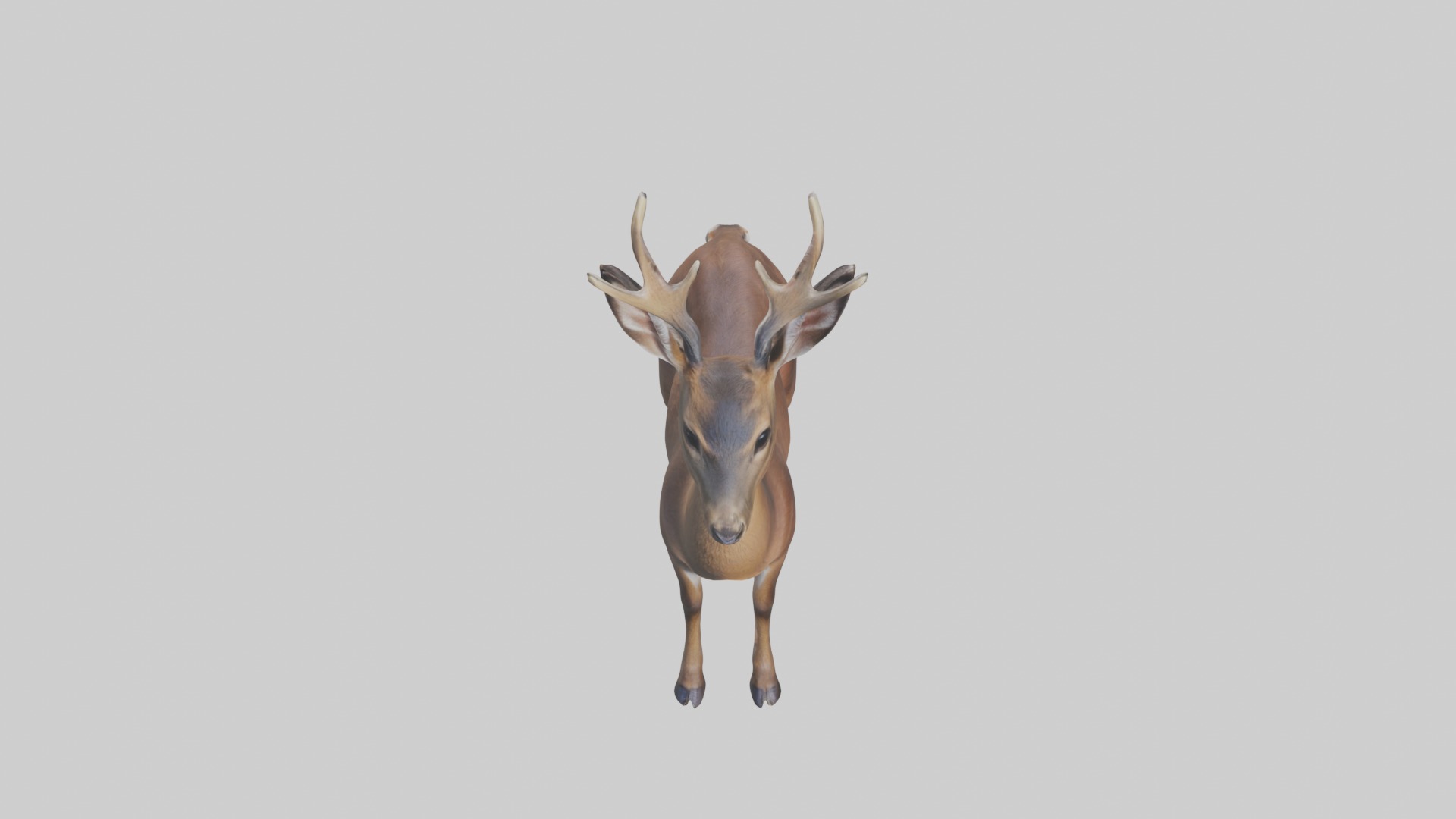 Roe deer Low-poly 3D model_10