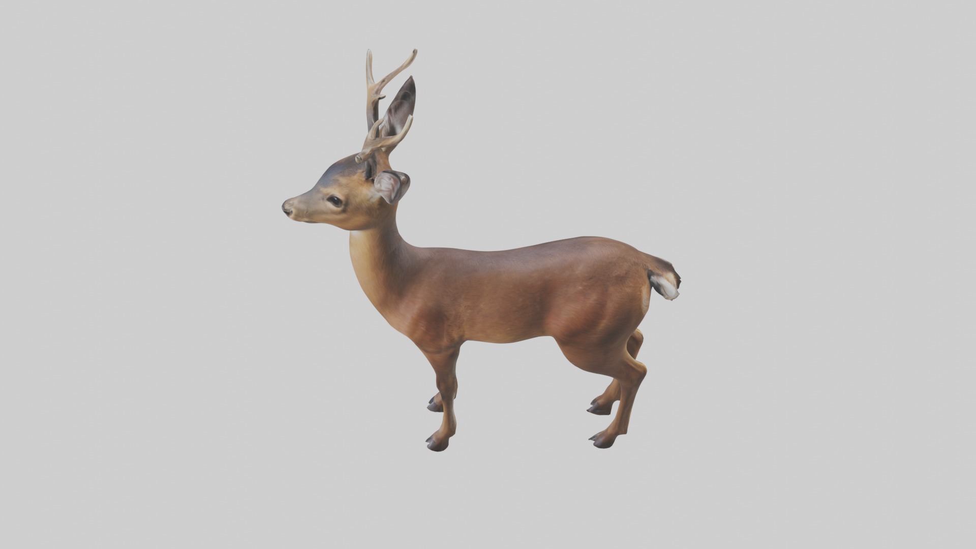 Roe deer Low-poly 3D model_11