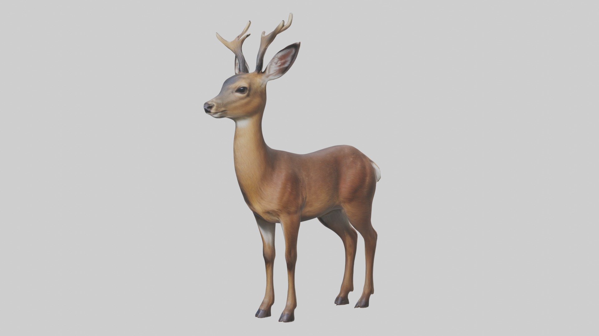 Roe deer Low-poly 3D model_4