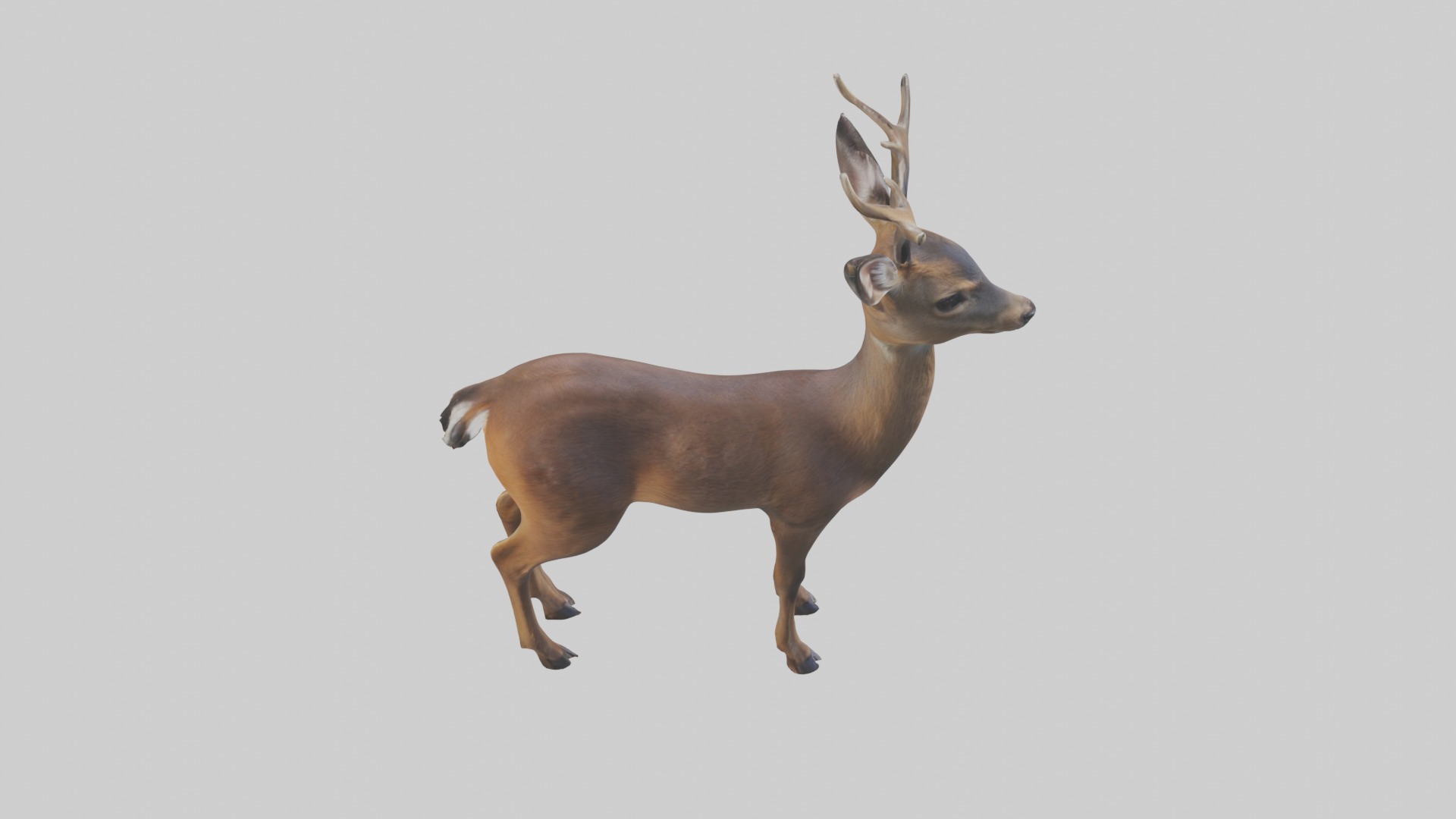 Roe deer Low-poly 3D model_12