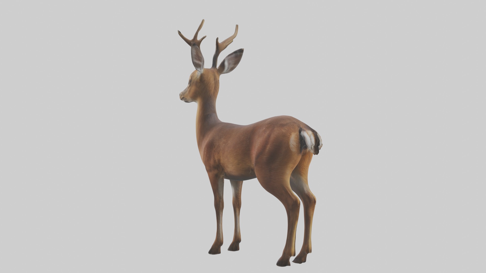 Roe deer Low-poly 3D model_1